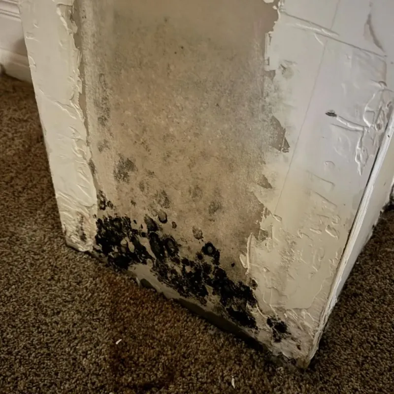 Professional Mold Removal in Elm City, NC